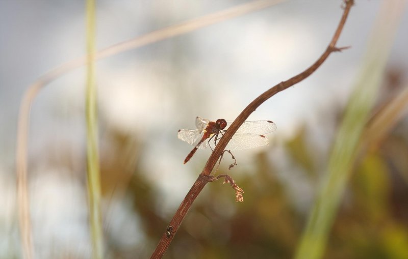 Евгения, 19 лет, 4 размер груди